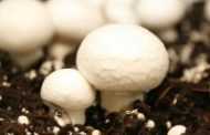 Обзор рынка шампиньона за 28.08.2013: Производители гриба ожидают повышения цен на свою продукцию