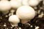 Одиннадцать тонн гриба в день продается в розничной сети Фоззи