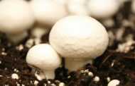 Обзор рынка 17.05.2013: Спрос на гриб повысился везде, кроме Восточного региона