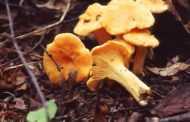 Лесные грибы уже появились на большинстве рынков Киева