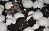 Отзывы грибоводов о компостах разных производителей