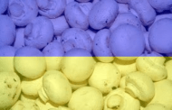 Количество производителей шампиньона в Украине и объем выращенного гриба