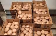30 кг/м2 - Лина Туровская рассказала об урожайности коричневого шампиньона в Канаде