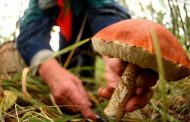 Середина сентября – начало сезона, когда лесной гриб начинает конкурировать с шампиньоном
