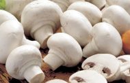 Огляд ринку грибів України за 3 березня