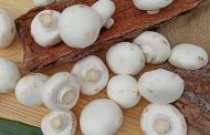 Огляд ринку грибів України за 30 вересня