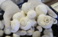 Огляд ринку грибів України за 14 квітня