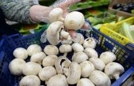 Огляд ринку грибів України за 23 лютого