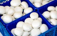 Огляд ринку грибів України за 24 січня