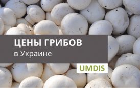Обзор рынка гриба Украины за 21 января