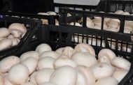 Огляд ринку грибів України за 2 лютого