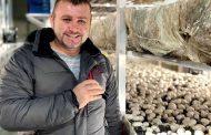Consultations on mushroom growing by Iurie Boiciuc