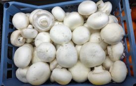 Огляд ринку грибів України за 31 січня