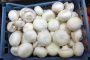 Огляд ринку грибів України за 31 січня