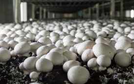 Огляд ринку грибів України за 26 травня