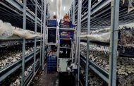 Plus 30 growing rooms. Which mushroom farms are now growing in Poland?