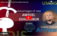 Video: How to solve the problem of pickers` shortage and about Exxcalibur new strain by Amycel