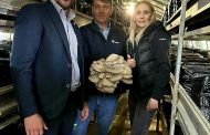 Why champignon farms become oyster farms? Visit to Bispora Trade in Romania